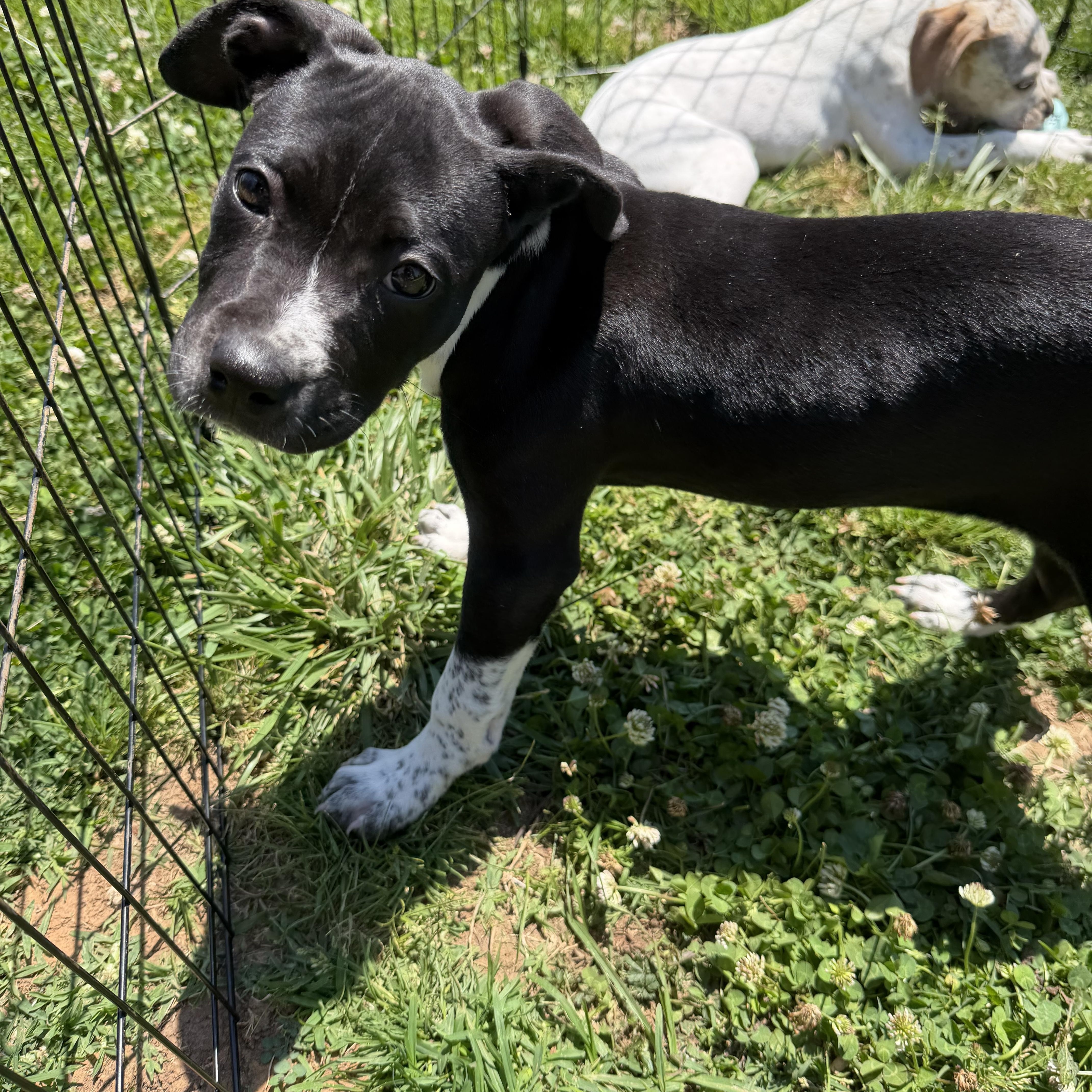 Thelma, a ADOPTABLE mixed breed in Suffield, CT image 2/3