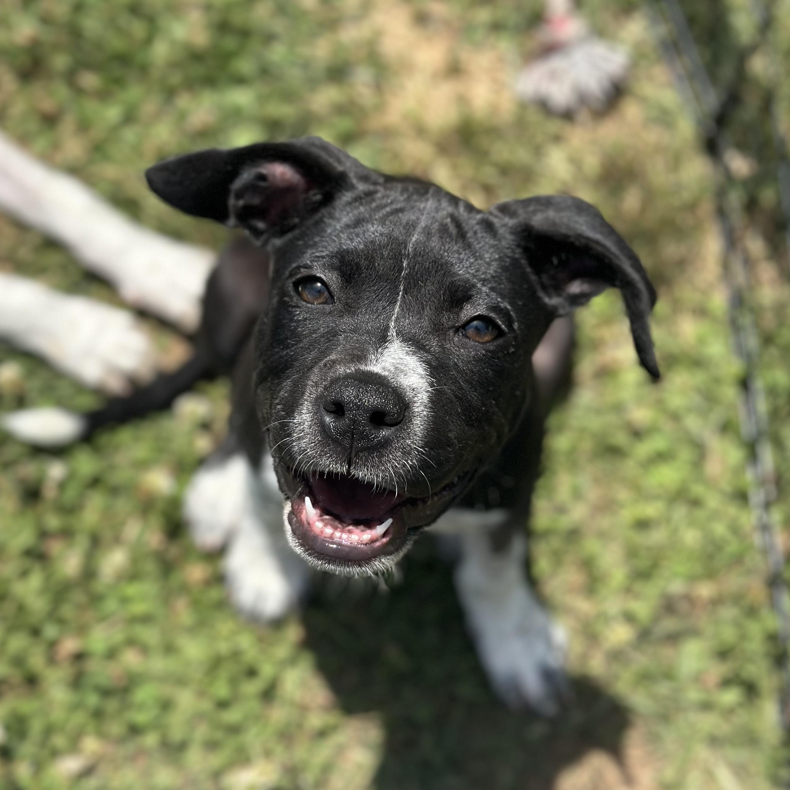 Thelma, ADOPTABLE, Puppy Female Cattle Dog.