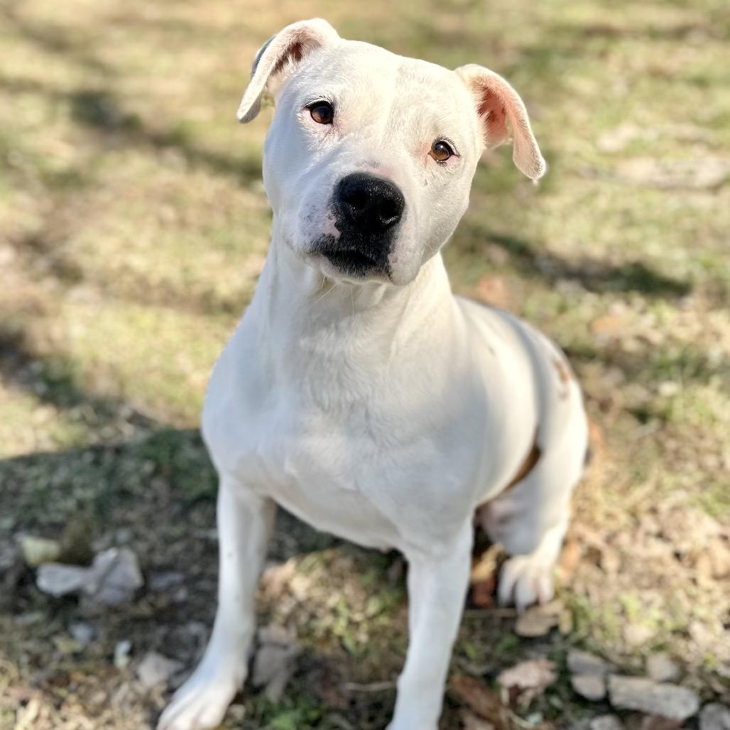 Luna, Adoptable, Adult Female Pit Bull Terrier & American Staffordshire Terrier.