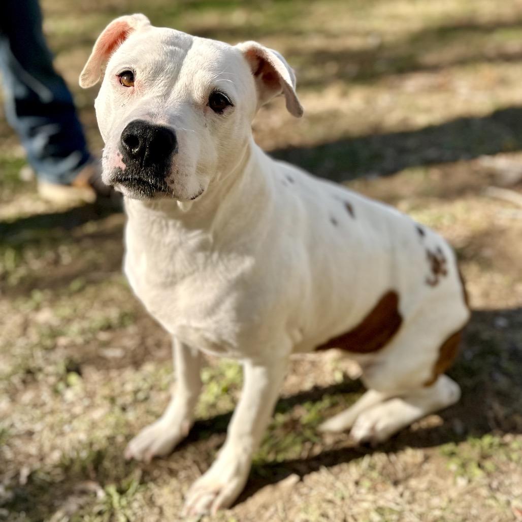 Enlarge Luna, a Adoptable mixed breed in Warrensburg, MO image 2/3