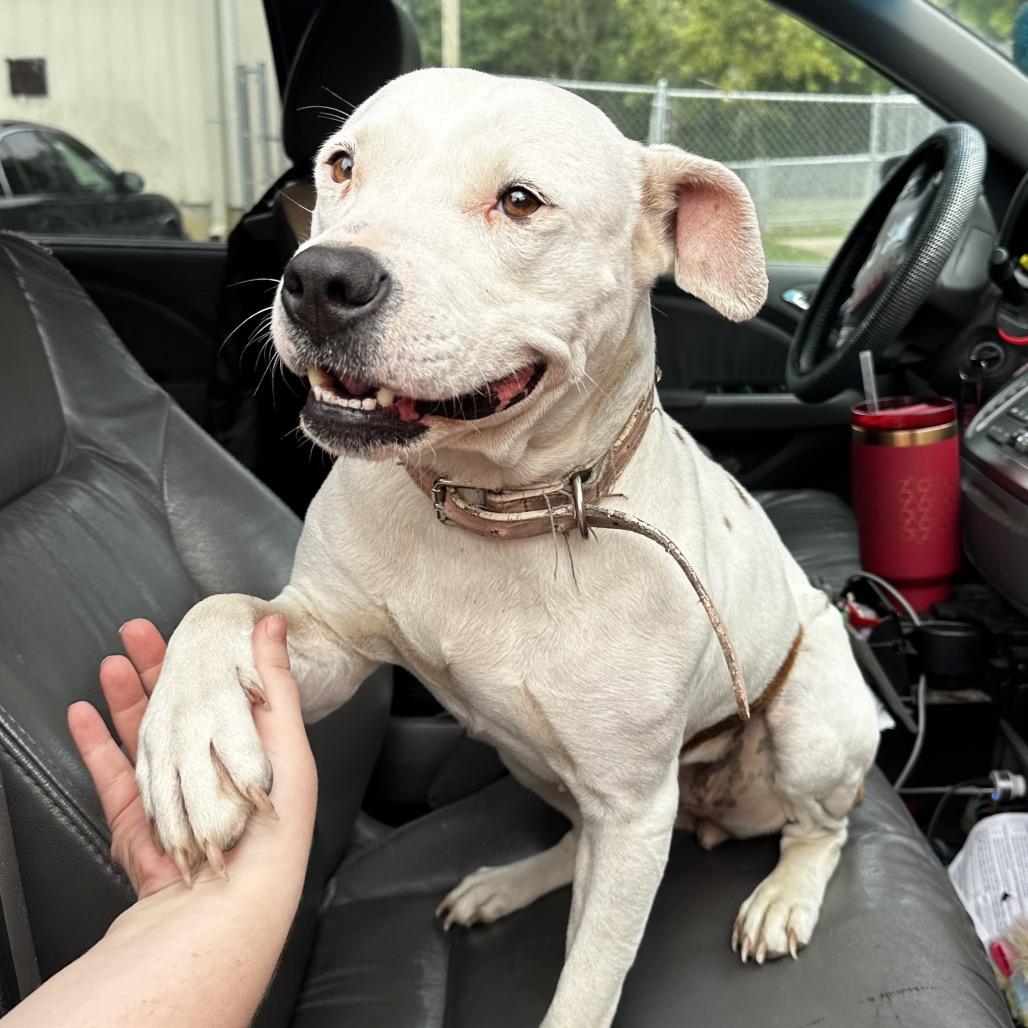 Enlarge Luna, a Adoptable mixed breed in Warrensburg, MO image 3/3