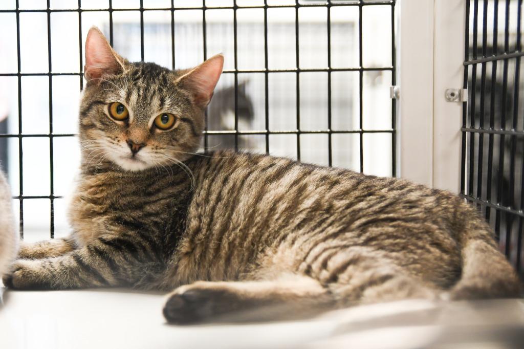 Damien, a Adoptable mixed breed in Ewing, NJ image 4/6