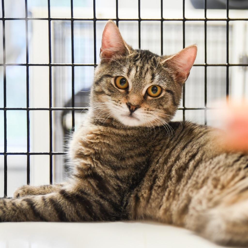 Damien, a Adoptable mixed breed in Ewing, NJ image 5/6