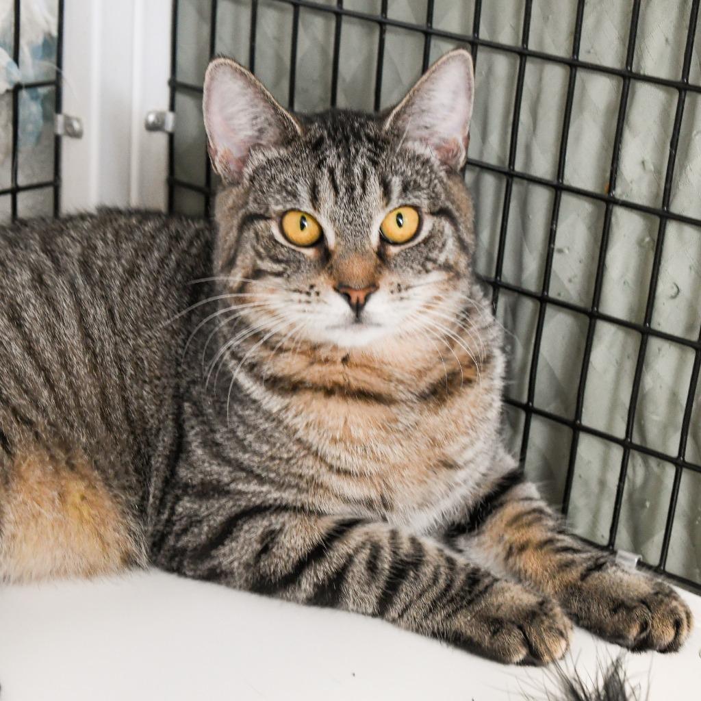 Damien, a Adoptable mixed breed in Ewing, NJ image 6/6