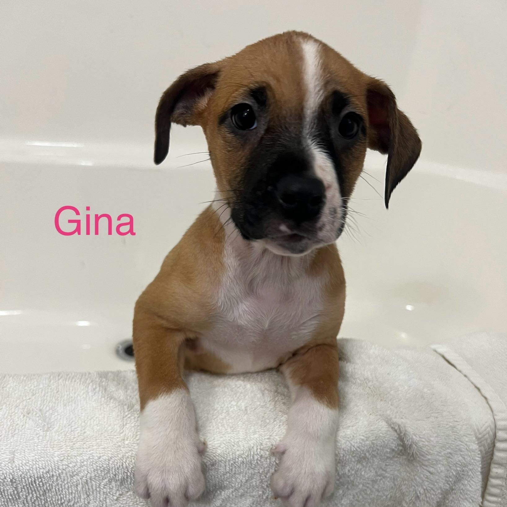 Enlarge Gina, an adopted mixed breed in Davisburg, MI image 1/1