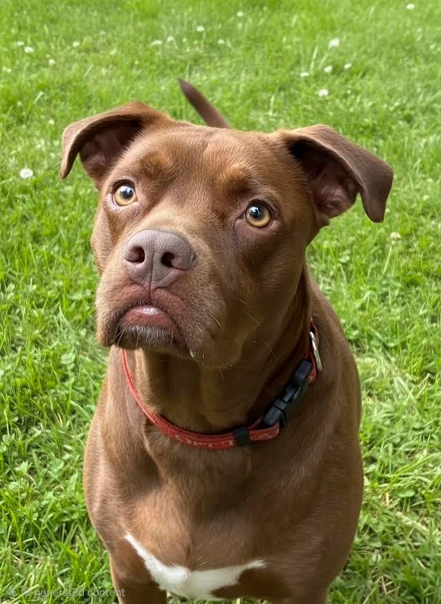 Enlarge Marilyn, a Adoptable mixed breed in Crossville, TN image 3/6