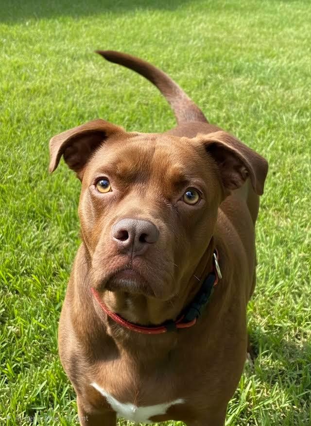 Enlarge Marilyn, a Adoptable mixed breed in Crossville, TN image 4/6