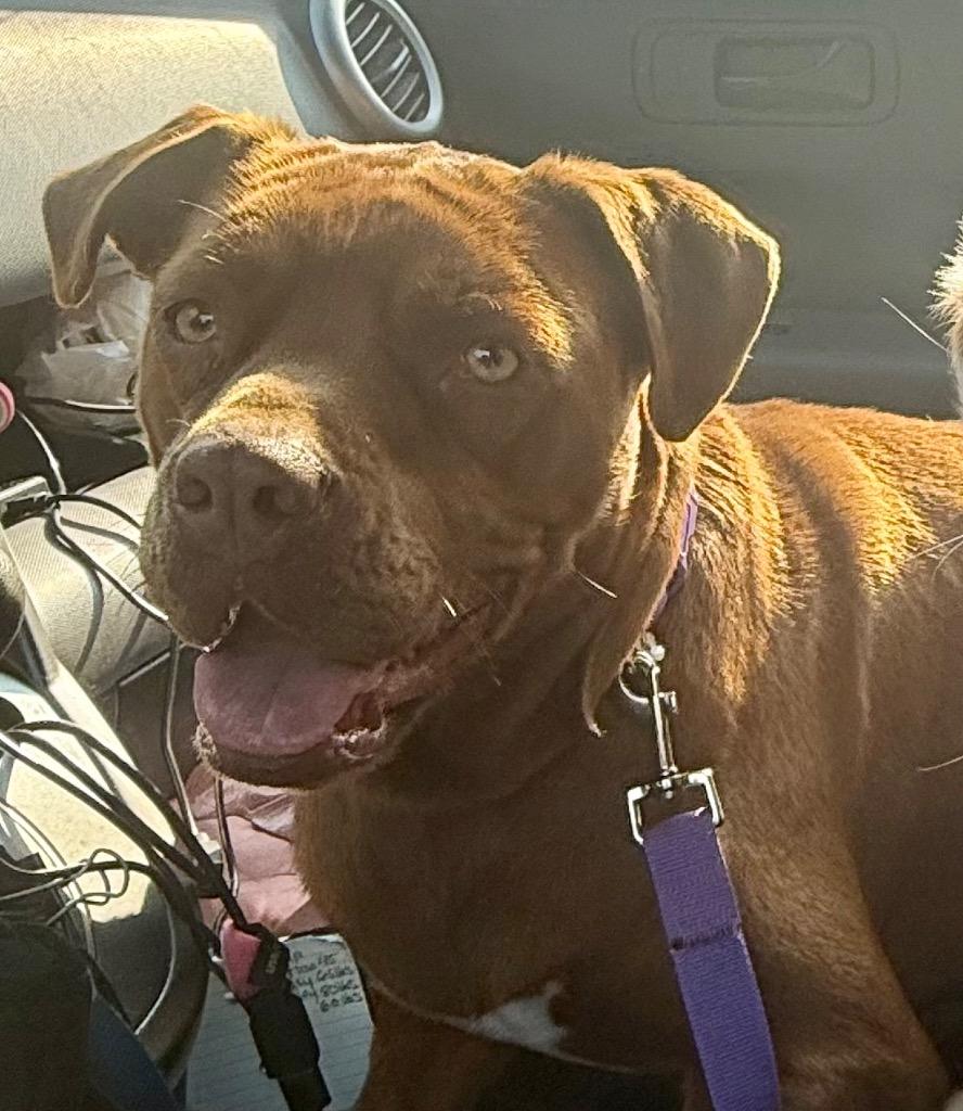 Enlarge Marilyn, a Adoptable mixed breed in Crossville, TN image 6/6
