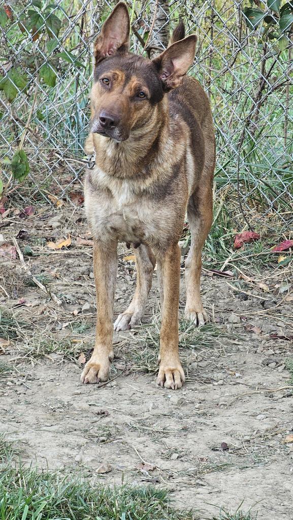 BEAUTY, Adoptable, Adult Female German Shepherd Dog.
