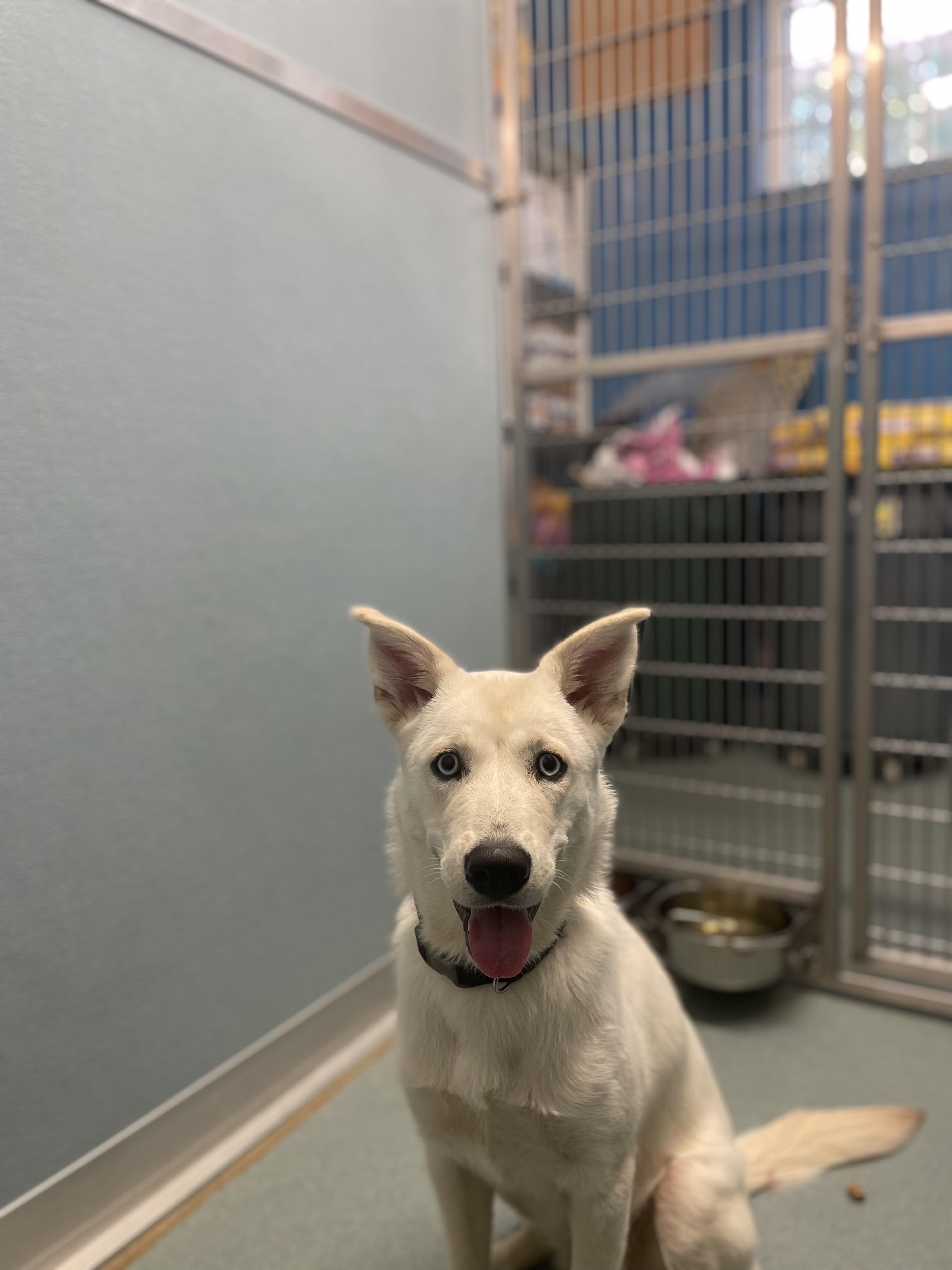 Astrid, a Adopted mixed breed in Powhatan, VA image 1/3