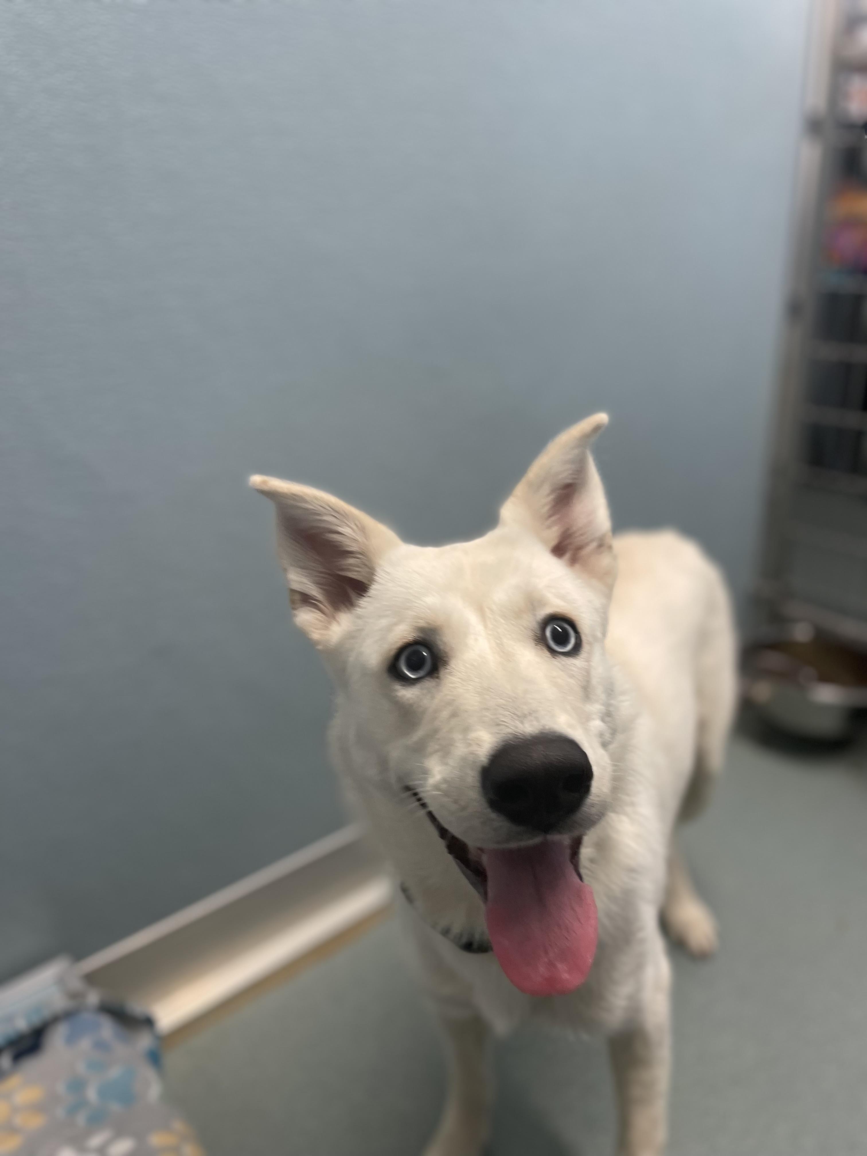 Astrid, a Adopted mixed breed in Powhatan, VA image 3/3