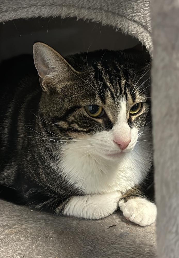 Enlarge Mama Wilson, a Adoptable Domestic Short Hair in Virginia Beach, VA image 1/6
