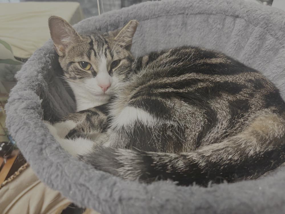 Mama Wilson, Adoptable, Adult Female Domestic Short Hair.