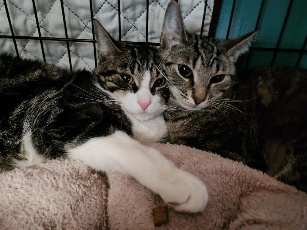 Enlarge Mama Wilson, a Adoptable Domestic Short Hair in Virginia Beach, VA image 2/6