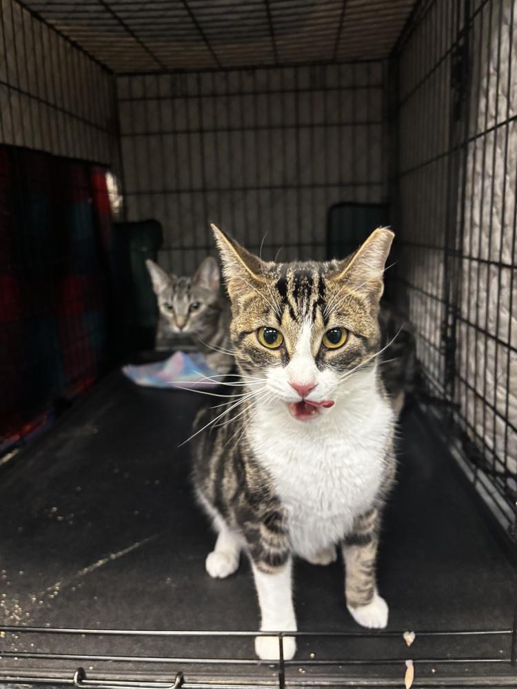 Enlarge Mama Wilson, a Adoptable Domestic Short Hair in Virginia Beach, VA image 3/6