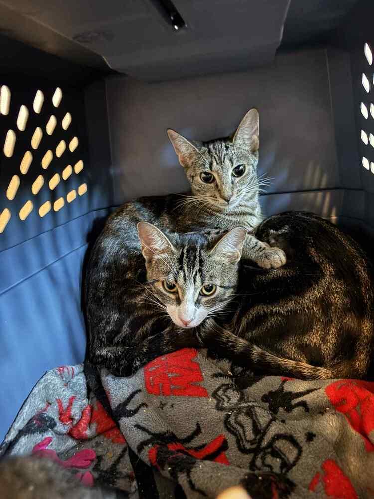 Enlarge Mama Wilson, a Adoptable Domestic Short Hair in Virginia Beach, VA image 4/6