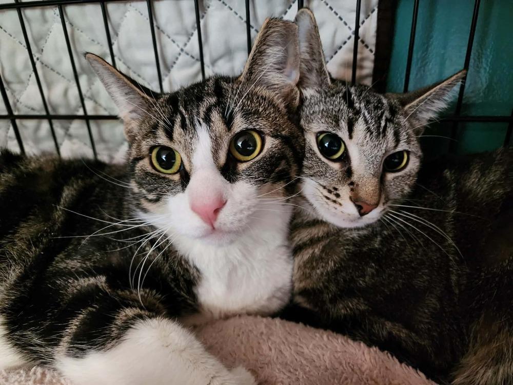 Enlarge Mama Wilson, a Adoptable Domestic Short Hair in Virginia Beach, VA image 5/6