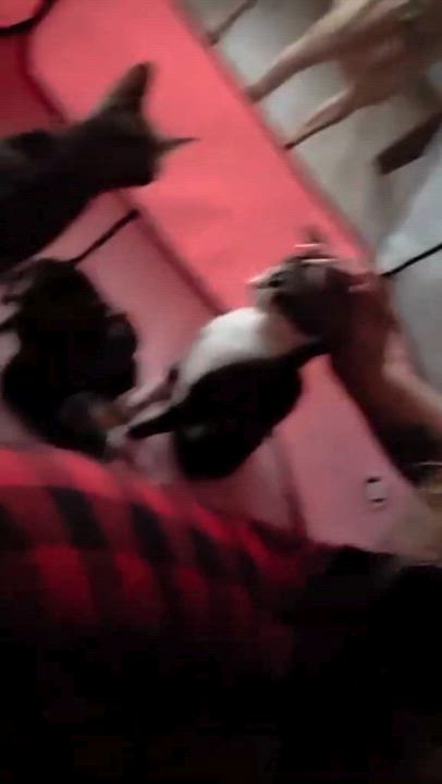 Enlarge Mama Wilson, a Adoptable Domestic Short Hair in Virginia Beach, VA video 6/6