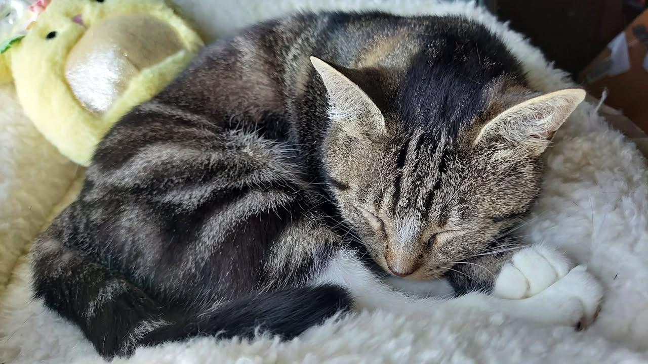 Pretti Gurl, ADOPTABLE, Young Female Tabby & Domestic Short Hair.