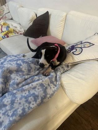 Enlarge Winnie (158628) (In a foster home), a ADOPTABLE Pit Bull Terrier in Baton Rouge, LA image 3/6