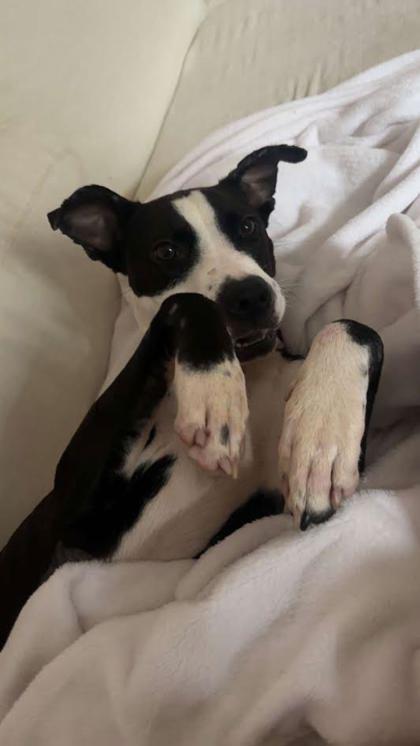 Enlarge Winnie (158628) (In a foster home), a ADOPTABLE Pit Bull Terrier in Baton Rouge, LA image 2/6