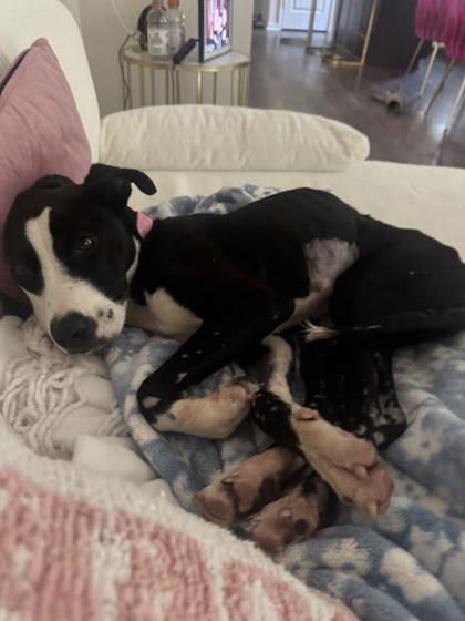 Enlarge Winnie (158628) (In a foster home), a ADOPTABLE Pit Bull Terrier in Baton Rouge, LA image 6/6