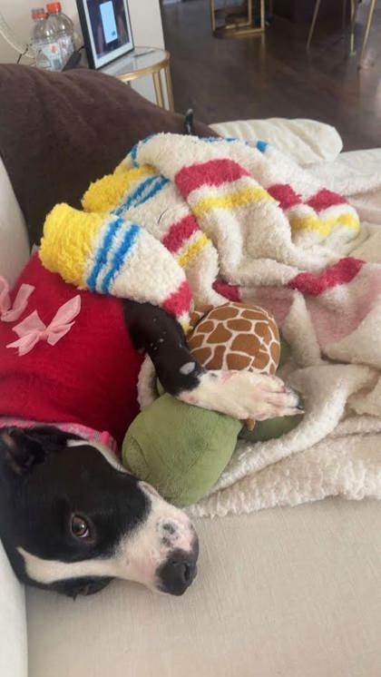 Enlarge Winnie (158628) (In a foster home), a ADOPTABLE Pit Bull Terrier in Baton Rouge, LA image 5/6