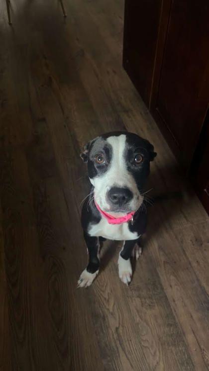 Enlarge Winnie (158628) (In a foster home), a ADOPTABLE Pit Bull Terrier in Baton Rouge, LA image 4/6