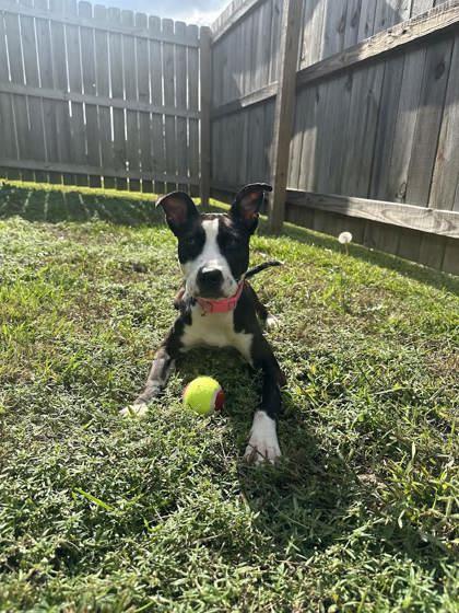 Enlarge Winnie (158628) (In a foster home), a ADOPTABLE Pit Bull Terrier in Baton Rouge, LA image 1/6
