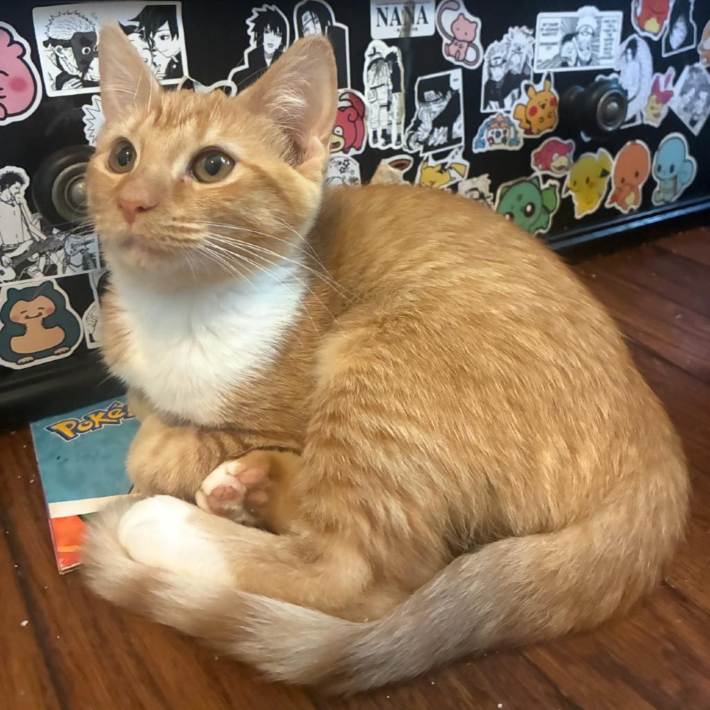 Enlarge Mango, a Adoptable Domestic Short Hair in Evansville, IN image 1/1