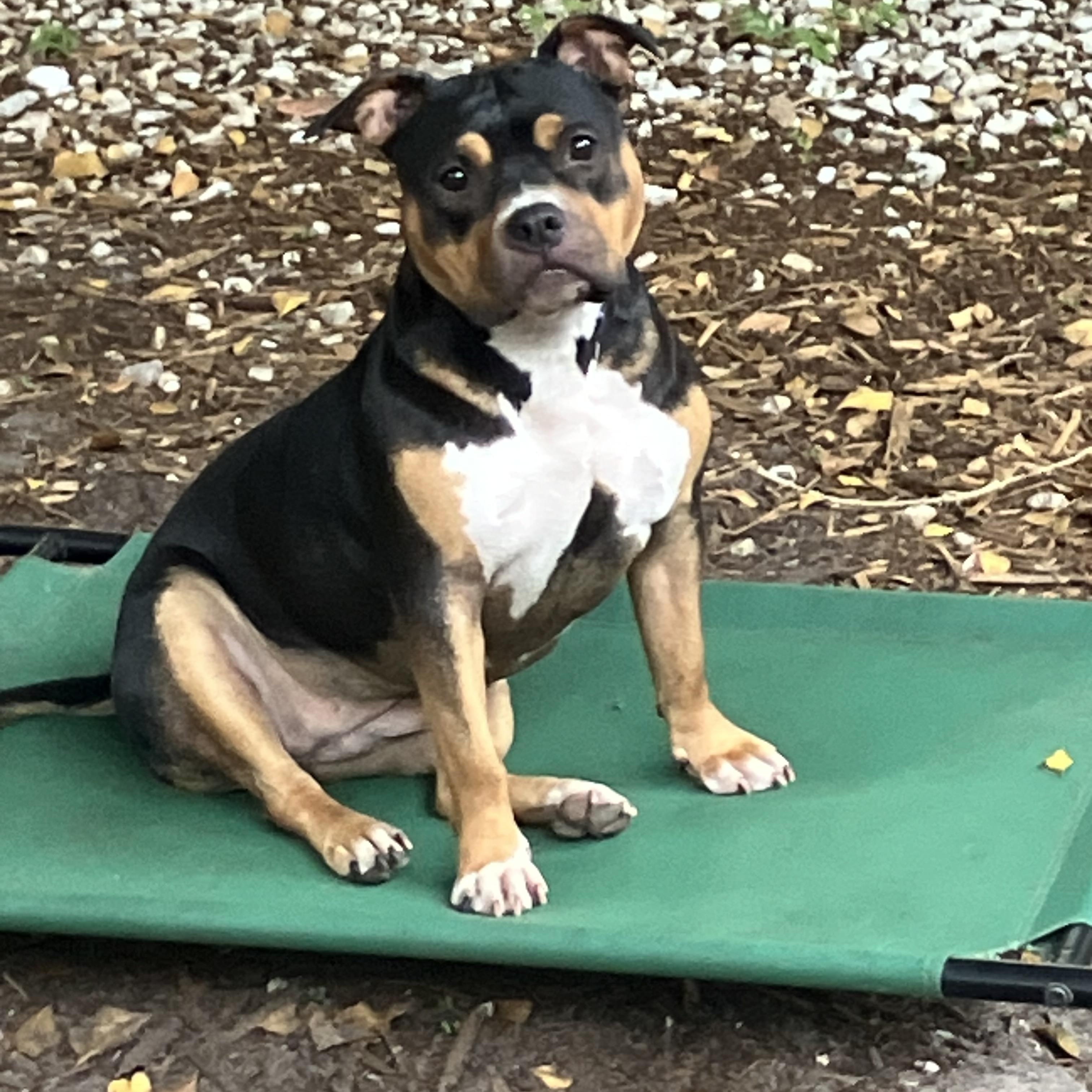 Enlarge Nevaeh, a Adoptable American Bully in Bonita Springs, FL image 1/2