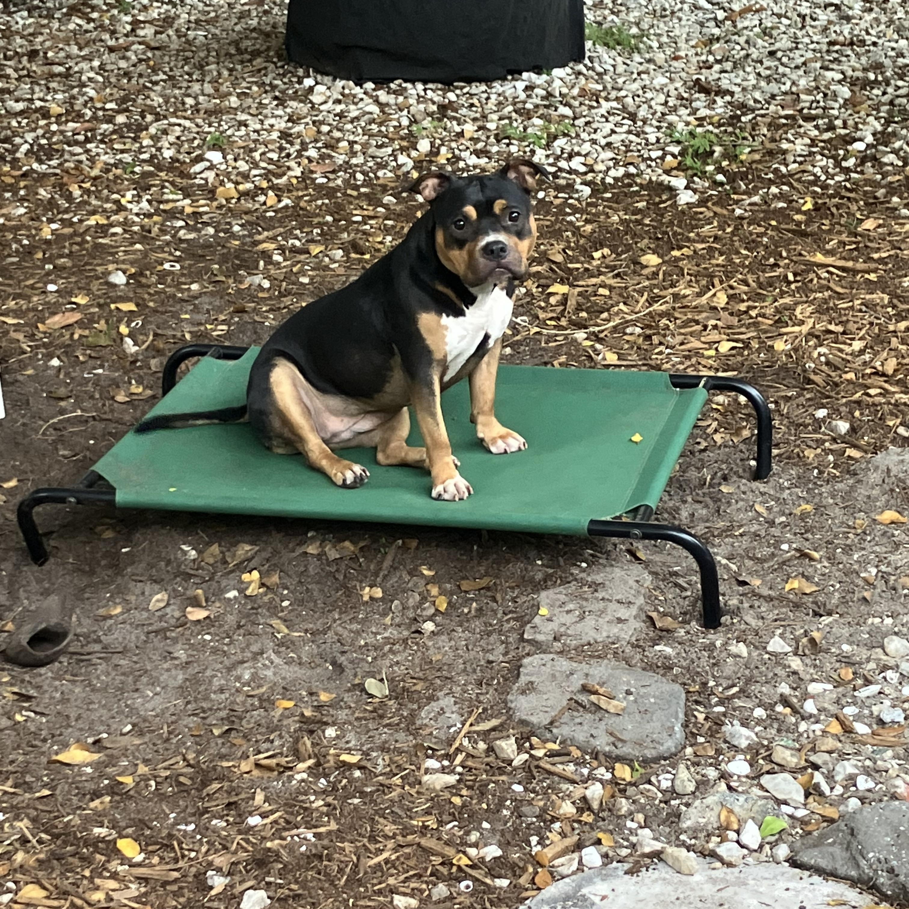 Enlarge Nevaeh, a Adoptable American Bully in Bonita Springs, FL image 2/2