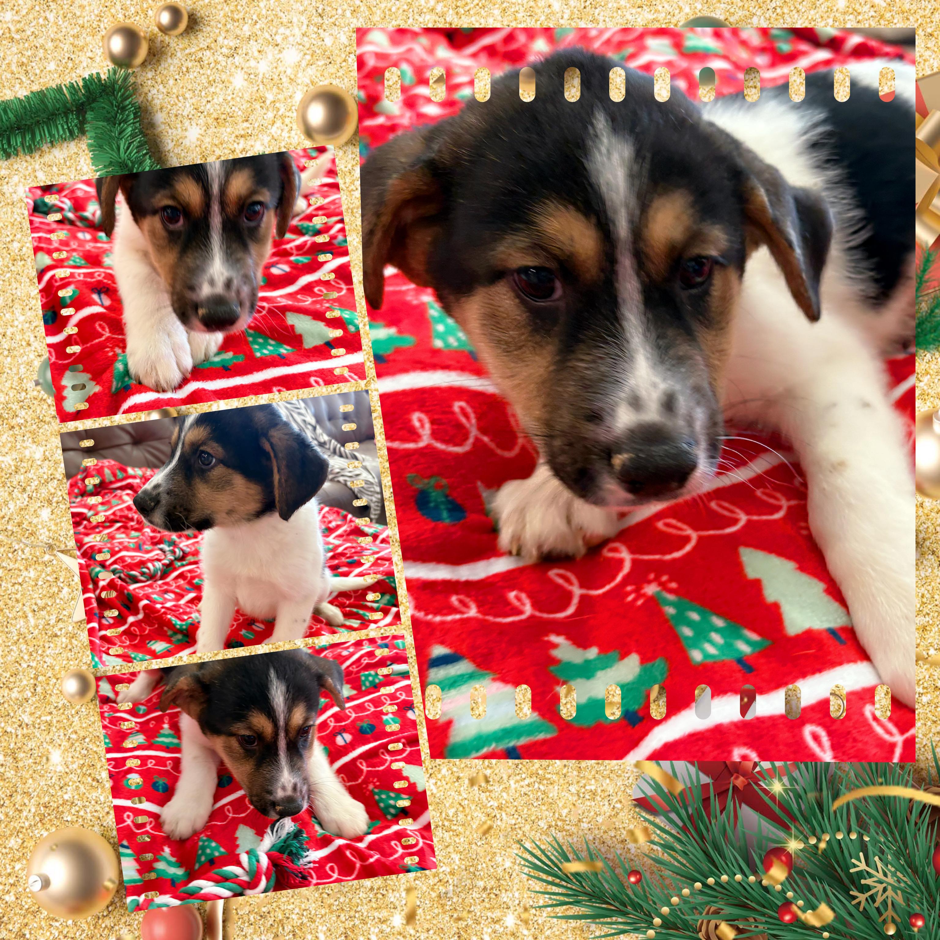 CANDY Cane, ADOPTABLE, Puppy Female Australian Shepherd & Border Collie.