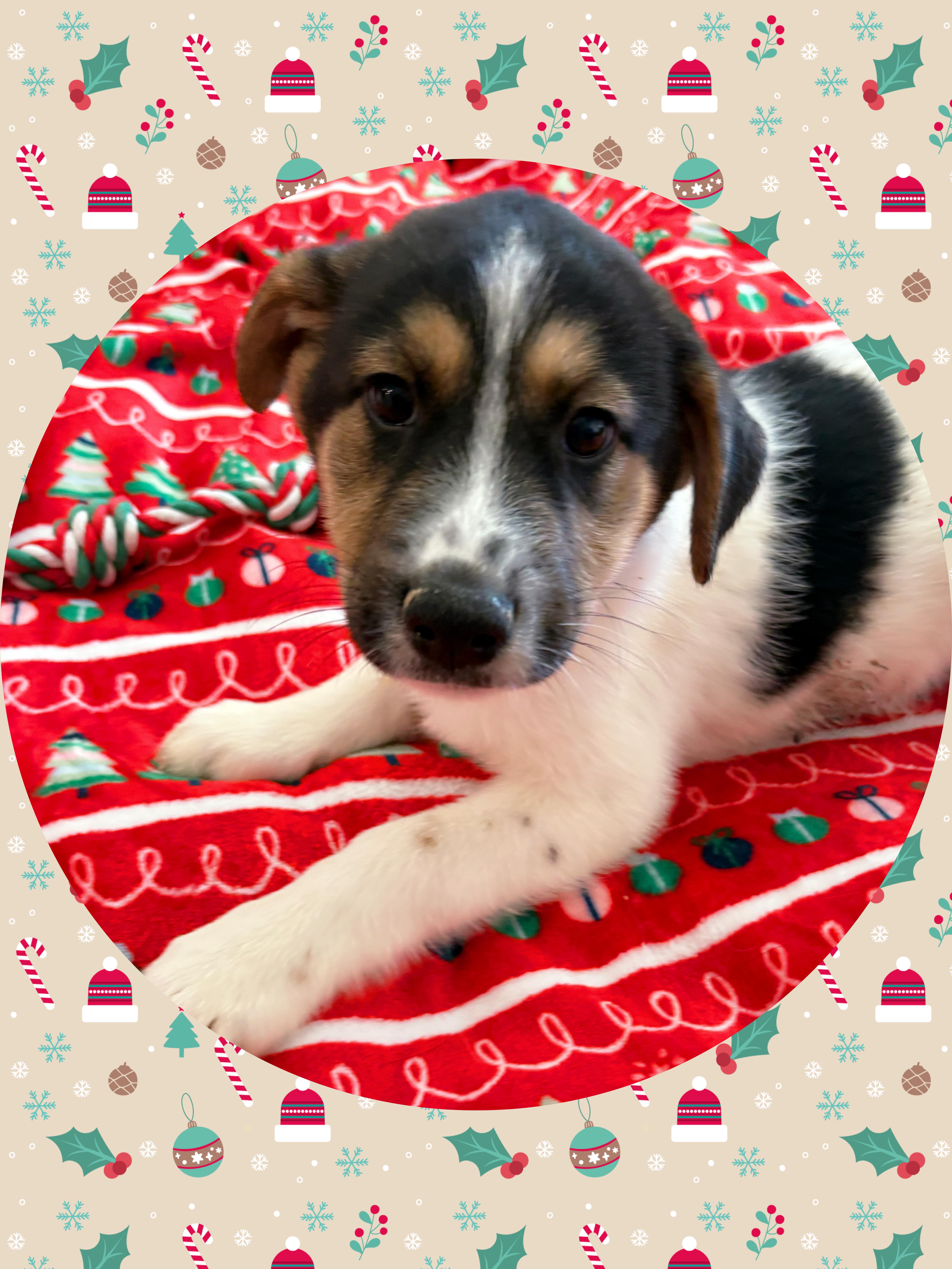 CANDY Cane, an adopted mixed breed in Chandler, AZ image 2/2