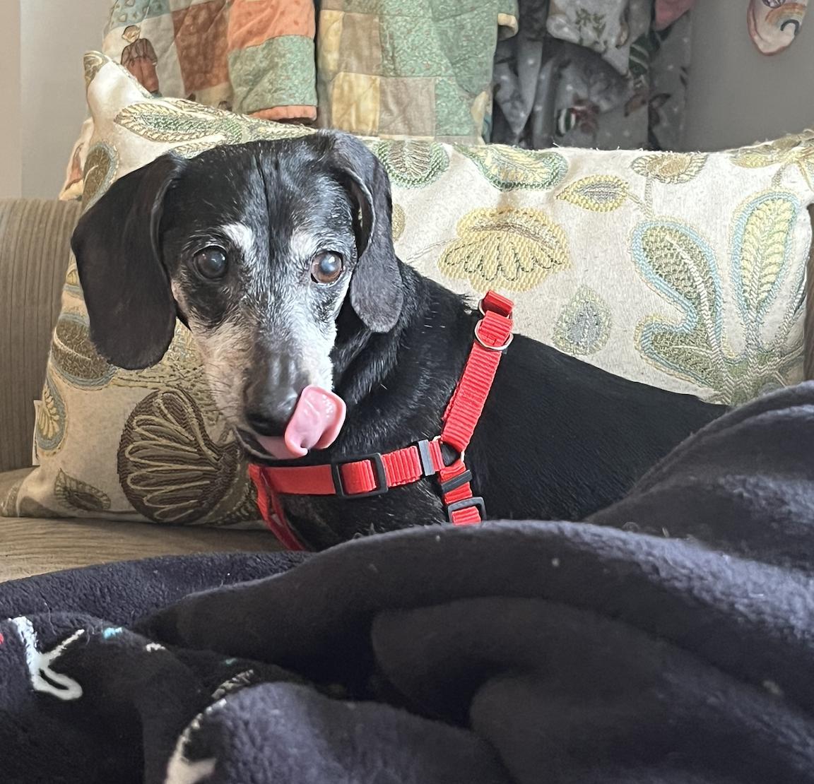 Cece2, Adopted, Senior Female Dachshund.