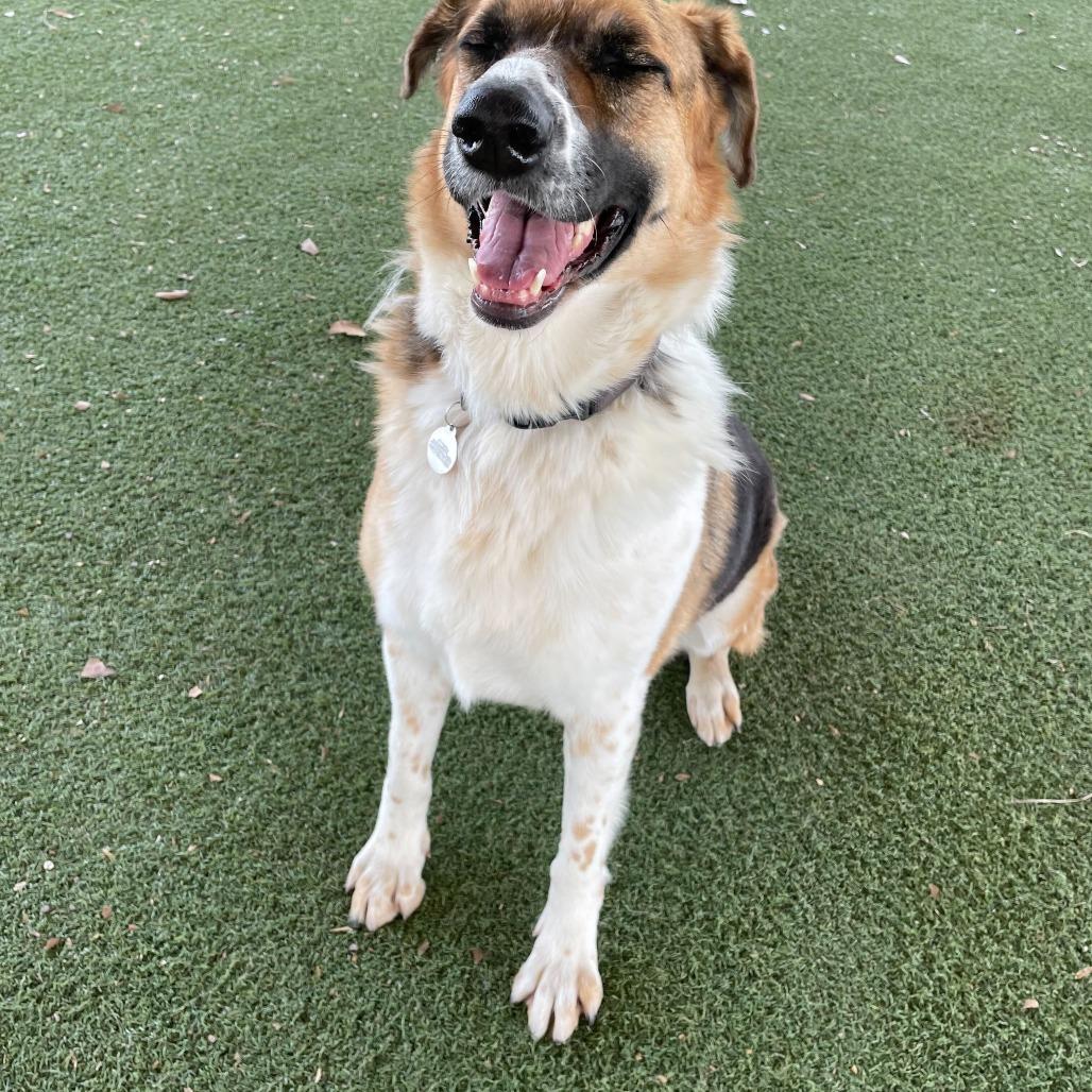 Montana, Adoptable, Adult Female German Shepherd Dog & Mixed Breed.