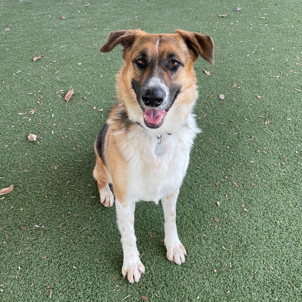 Enlarge Montana, a Adoptable mixed breed in Riverside, CA image 1/6