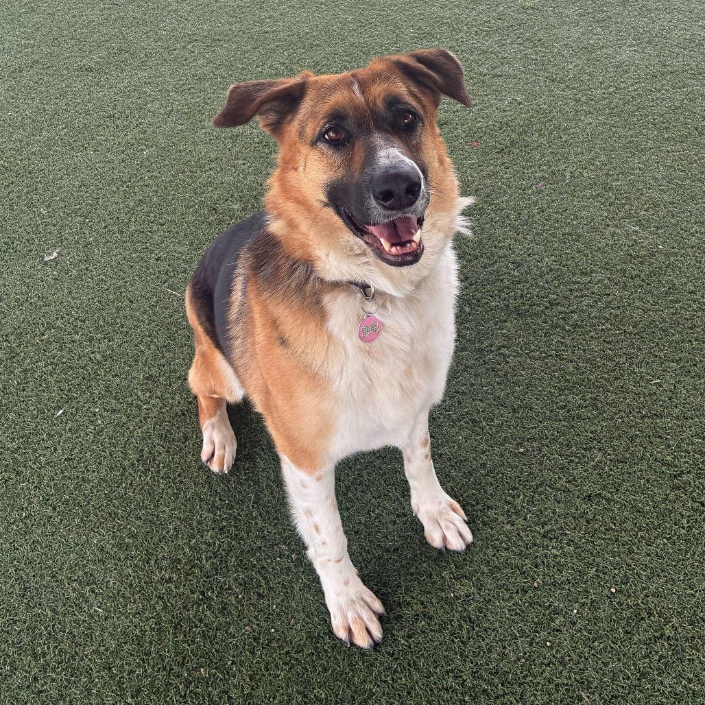 Enlarge Montana, a Adoptable mixed breed in Riverside, CA image 1/6