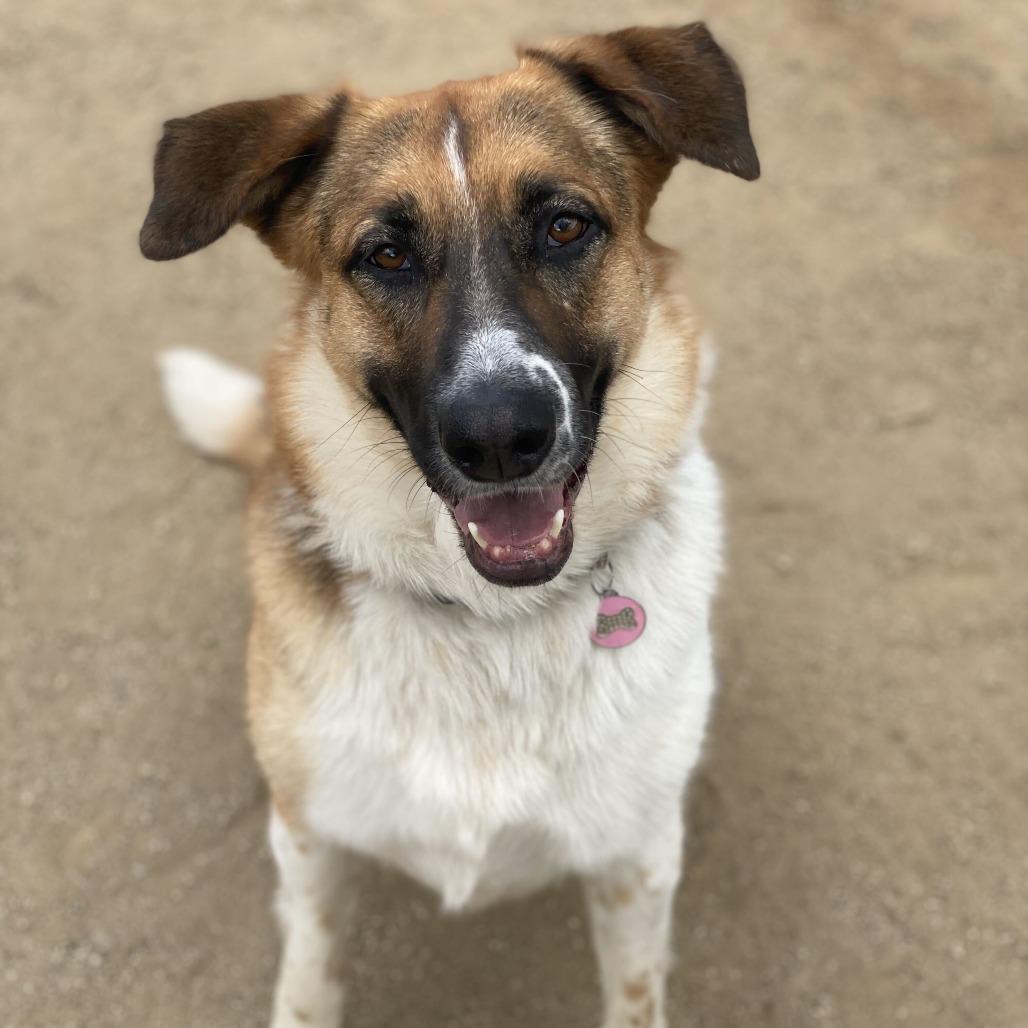 Enlarge Montana, a Adoptable mixed breed in Riverside, CA image 2/6