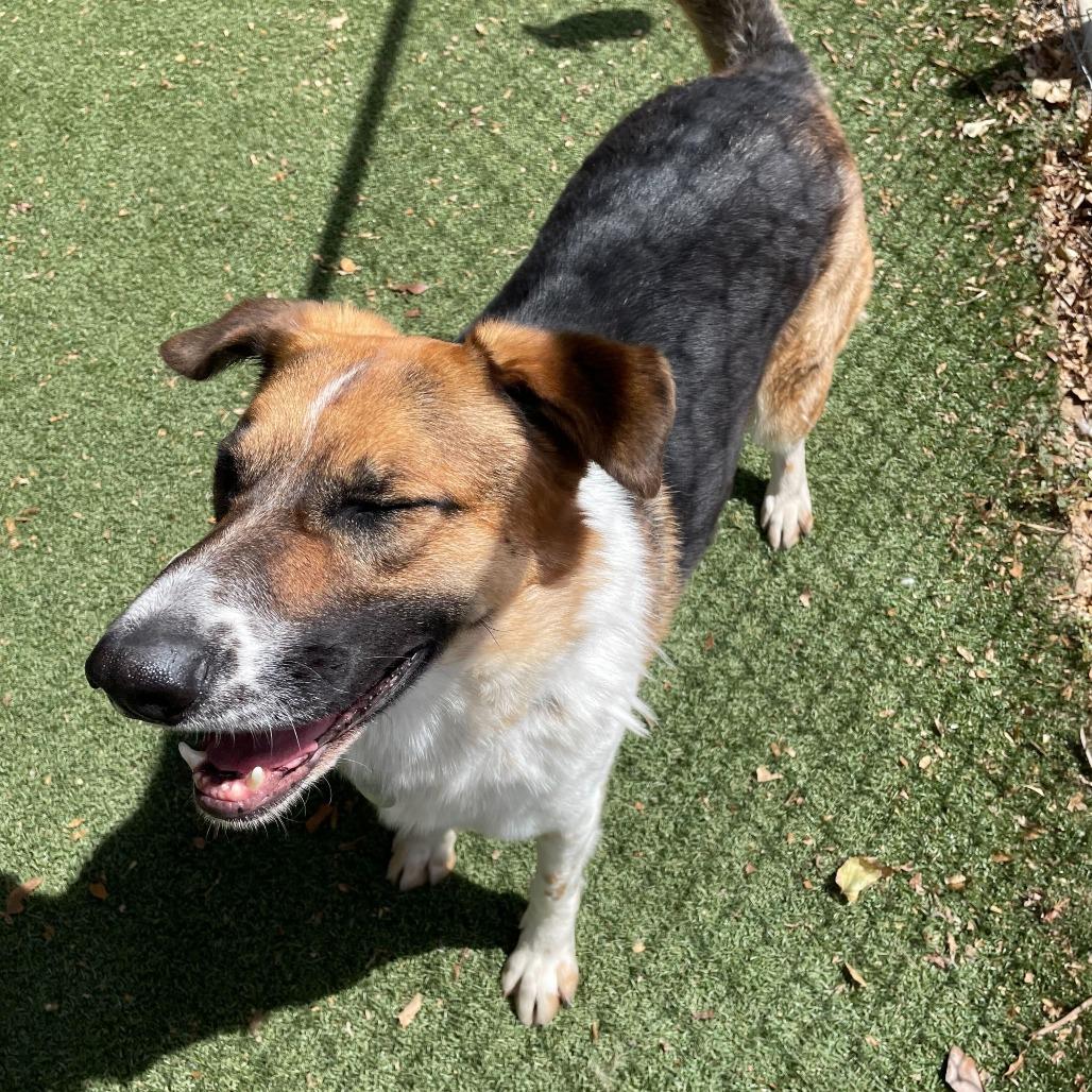 Enlarge Montana, a Adoptable mixed breed in Riverside, CA image 2/6