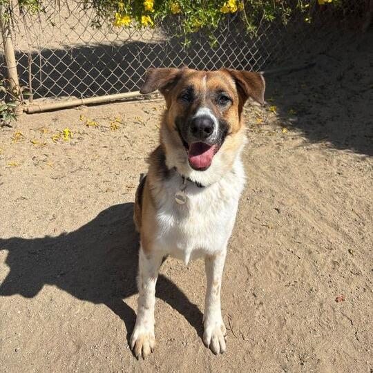 Enlarge Montana, a Adoptable mixed breed in Riverside, CA image 3/6