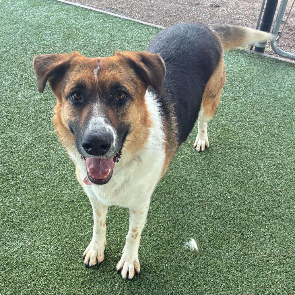 Enlarge Montana, a Adoptable mixed breed in Riverside, CA image 2/6