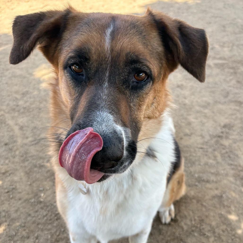 Enlarge Montana, a Adoptable mixed breed in Riverside, CA image 4/6