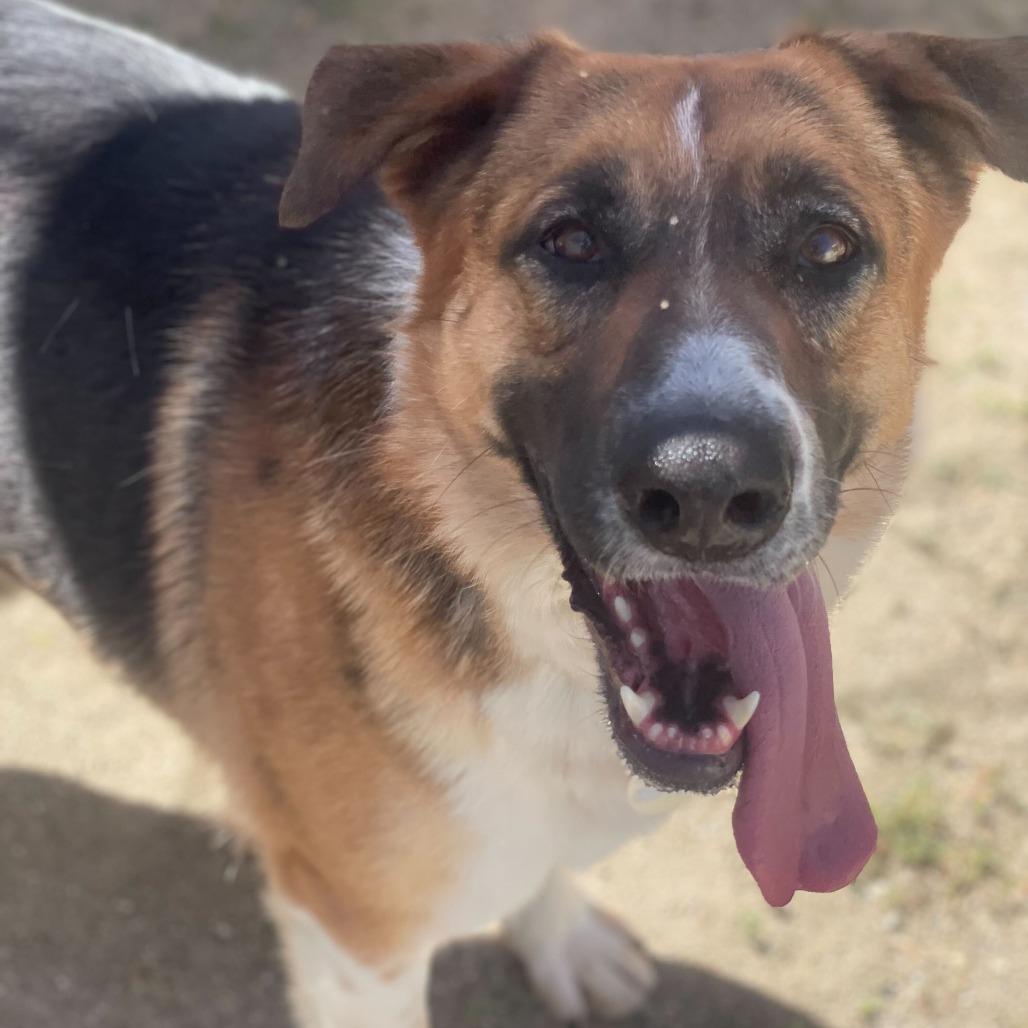 Enlarge Montana, a Adoptable mixed breed in Riverside, CA image 4/6