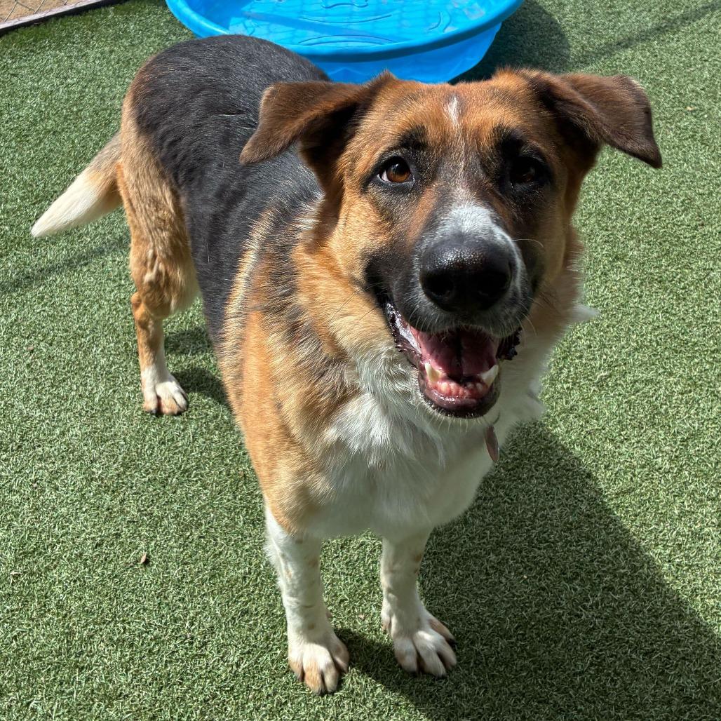 Enlarge Montana, a Adoptable mixed breed in Riverside, CA image 5/6