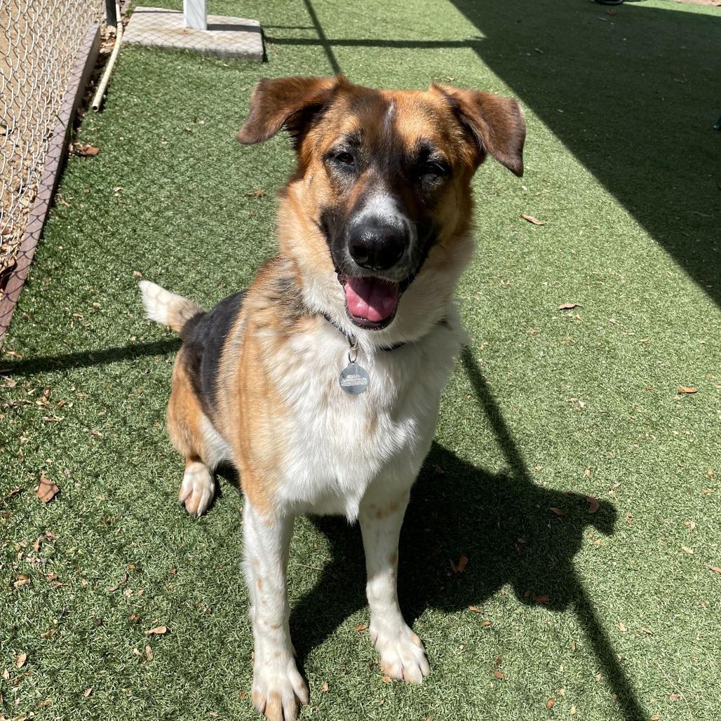 Enlarge Montana, a Adoptable mixed breed in Riverside, CA image 6/6