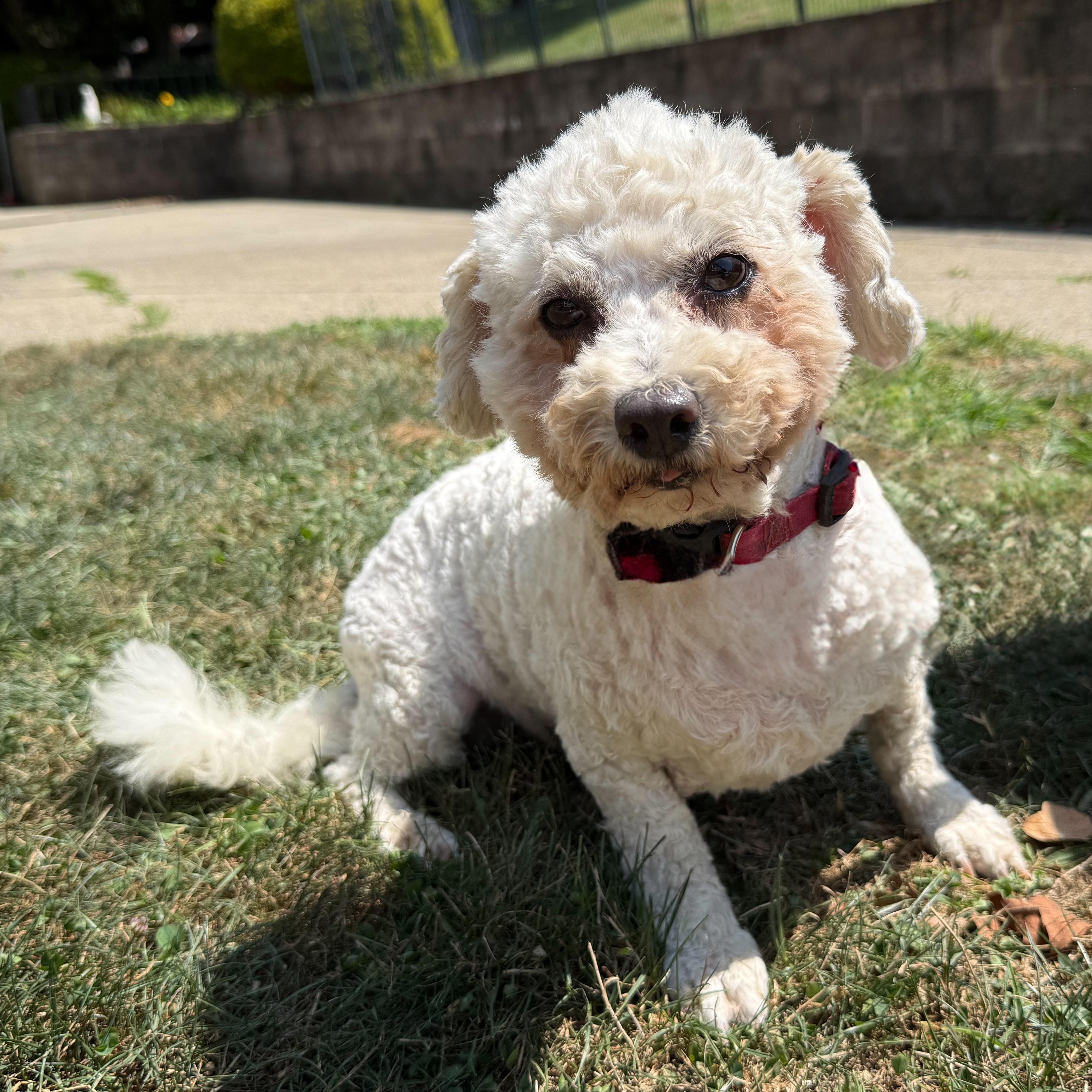 Enlarge Osprey, a Adoptable mixed breed in Latrobe, PA image 1/6