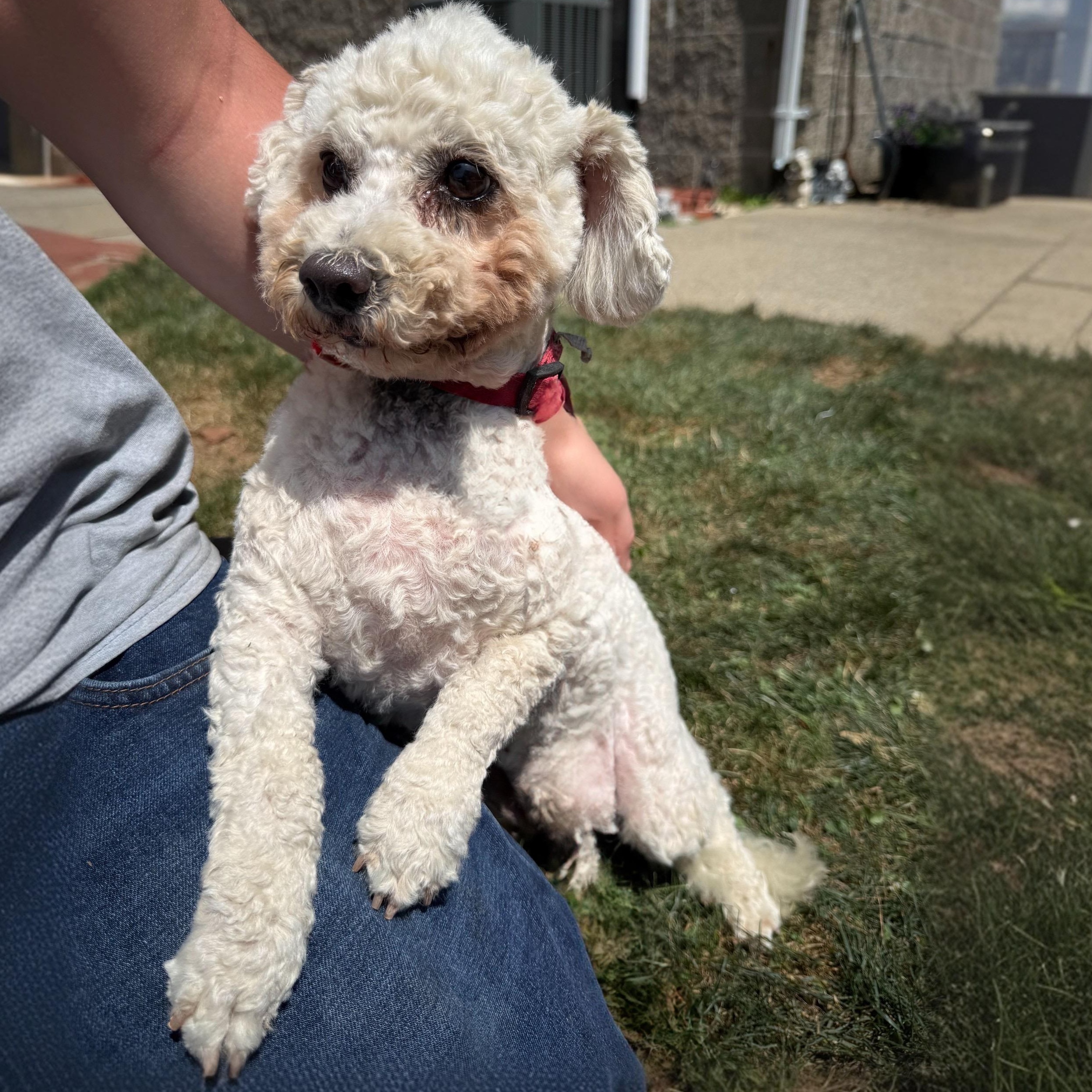 Enlarge Osprey, a Adoptable mixed breed in Latrobe, PA image 5/6