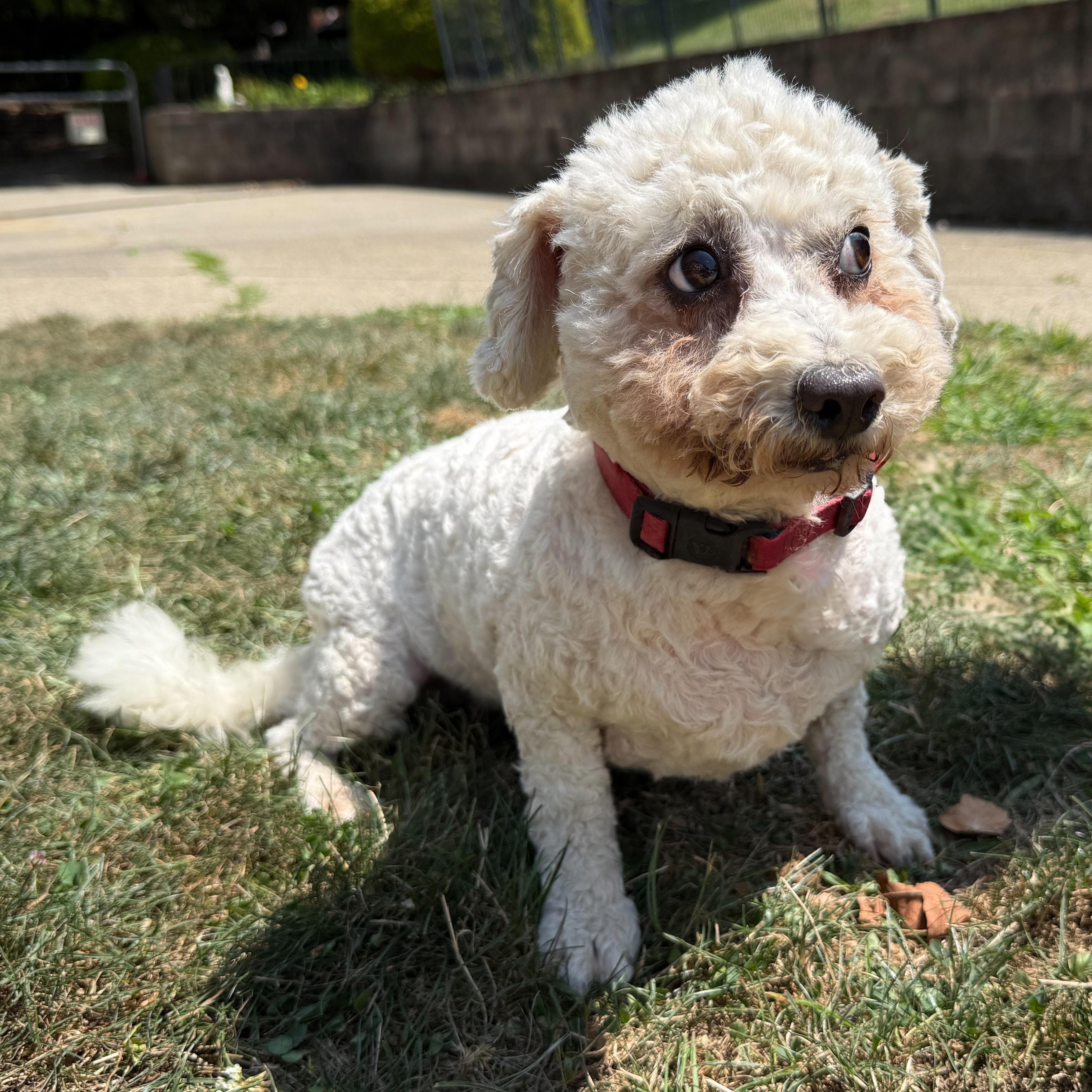 Enlarge Osprey, a Adoptable mixed breed in Latrobe, PA image 6/6