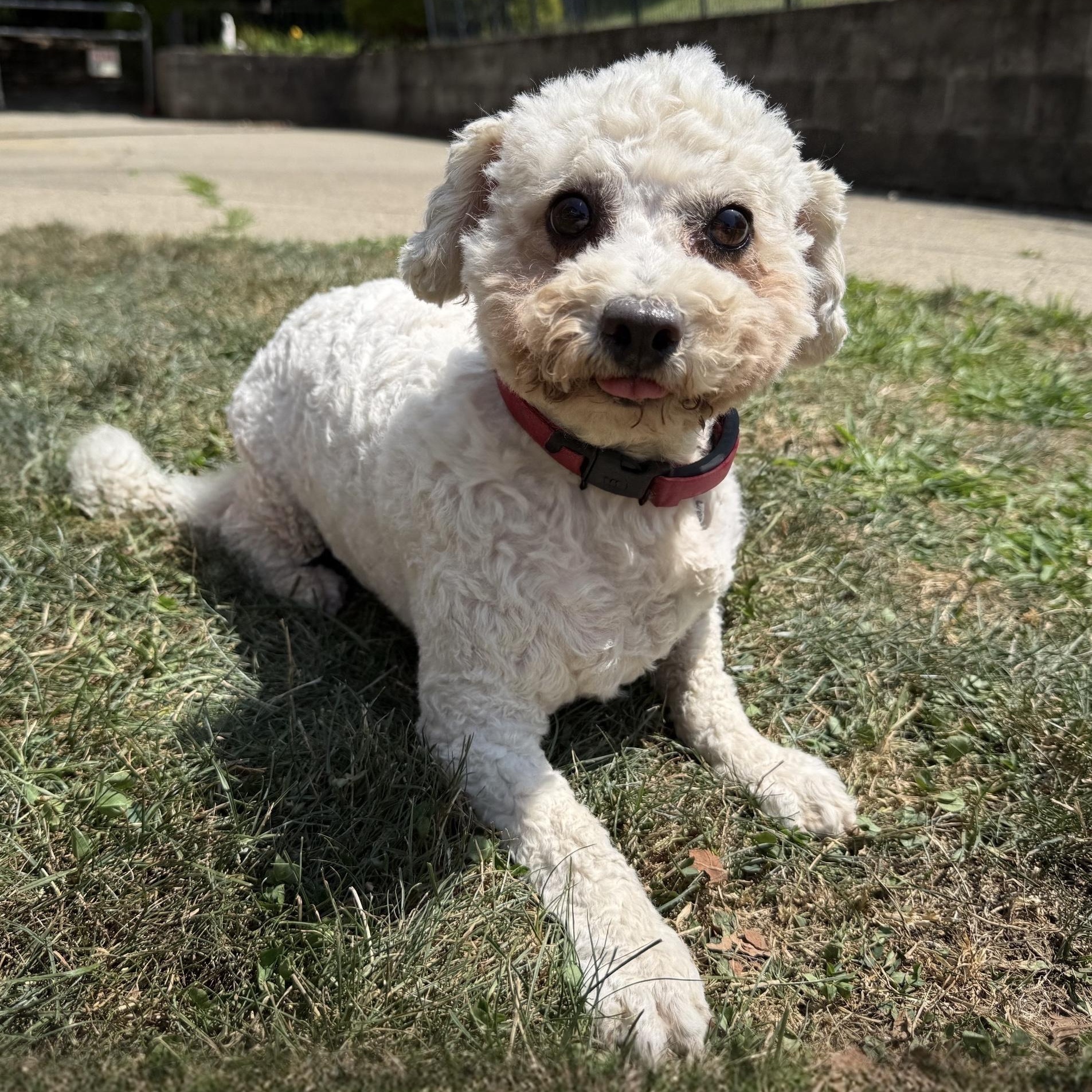 Enlarge Osprey, a Adoptable mixed breed in Latrobe, PA image 3/6